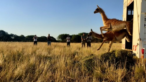 Mueven guanacos desde Santa Cruz a La Pampa para recuperar sus poblaciones